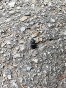 Click to view this image in a large viewer