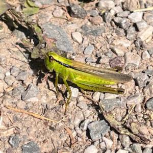 Click to view this image in a large viewer