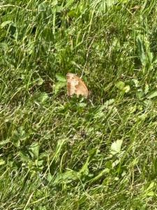 Click to view this image in a large viewer