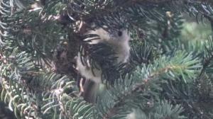 Click to view this image in a large viewer