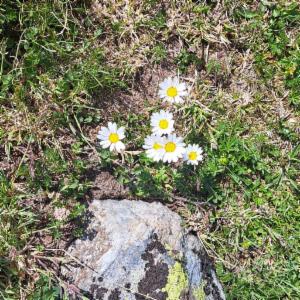 Click to view this image in a large viewer