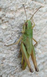 Click to view this image in a large viewer