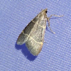 Click to view this image in a large viewer