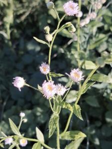 Click to view this image in a large viewer