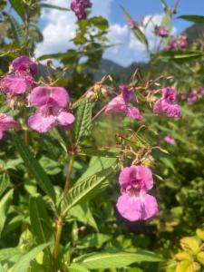 Click to view this image in a large viewer