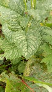 Click to view this image in a large viewer