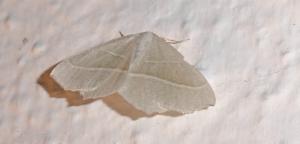 Click to view this image in a large viewer