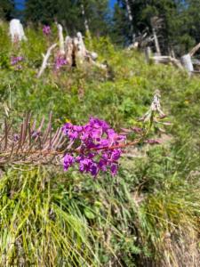 Click to view this image in a large viewer