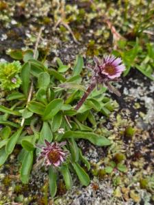 Click to view this image in a large viewer