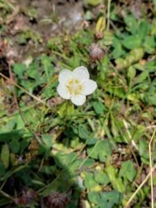 Click to view this image in a large viewer