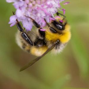 Click to view this image in a large viewer