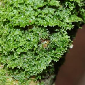 Click to view this image in a large viewer