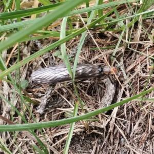 Click to view this image in a large viewer