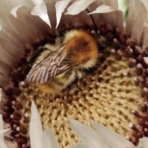 Click to view this image in a large viewer