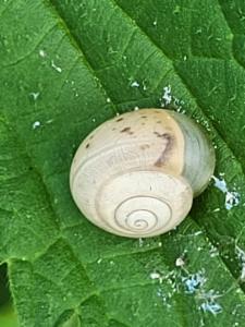 Click to view this image in a large viewer