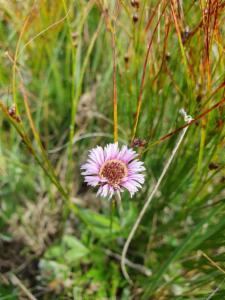 Click to view this image in a large viewer