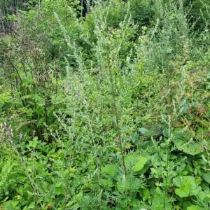 Click to view this image in a large viewer