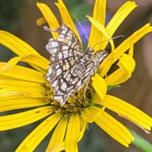 Click to view this image in a large viewer