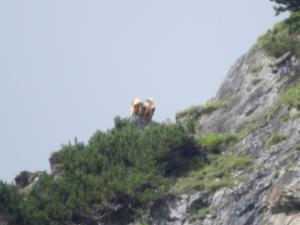 Click to view this image in a large viewer