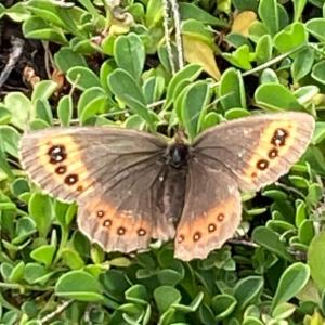 Click to view this image in a large viewer