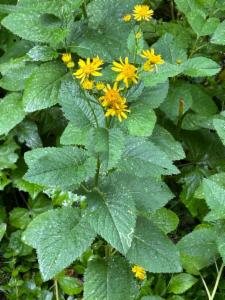 Click to view this image in a large viewer