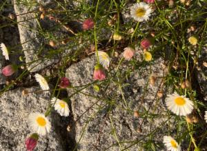 Click to view this image in a large viewer