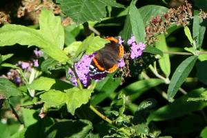 Click to view this image in a large viewer