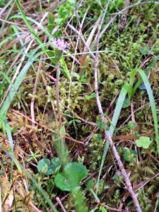 Click to view this image in a large viewer