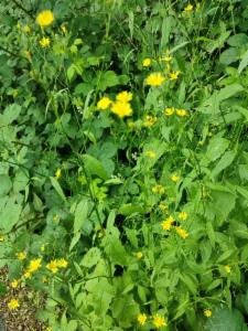 Click to view this image in a large viewer