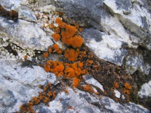 Click to view this image in a large viewer