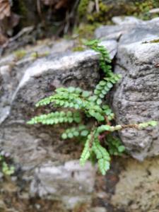 Click to view this image in a large viewer