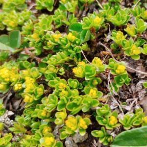 Click to view this image in a large viewer