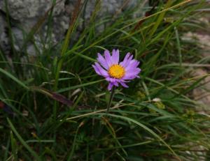 Click to view this image in a large viewer