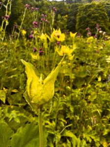 Click to view this image in a large viewer