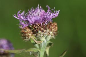 Click to view this image in a large viewer