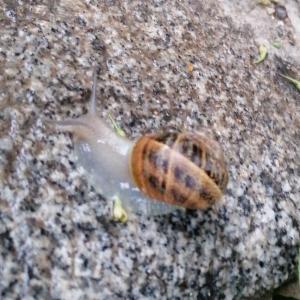 Click to view this image in a large viewer