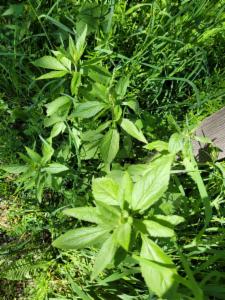 Click to view this image in a large viewer