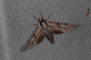 Click to view this image in a large viewer