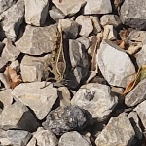 Click to view this image in a large viewer