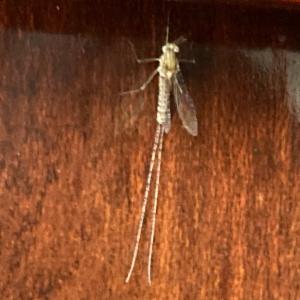 Click to view this image in a large viewer