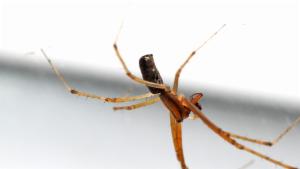 Click to view this image in a large viewer