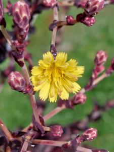 Click to view this image in a large viewer