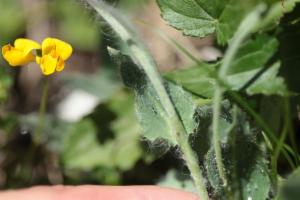 Click to view this image in a large viewer