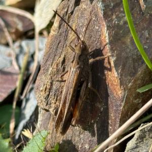 Click to view this image in a large viewer