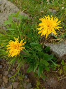 Click to view this image in a large viewer