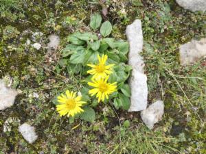 Click to view this image in a large viewer