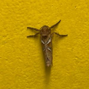 Click to view this image in a large viewer