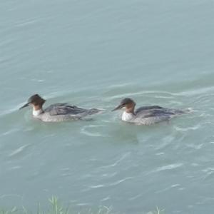 Click to view this image in a large viewer