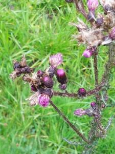 Click to view this image in a large viewer