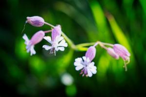 Click to view this image in a large viewer